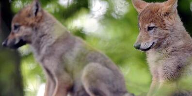 Zwei Monate alte Wolfswelpen «posieren» in einem Zoo-Gehege. Im Glarnerland sichtete die Wildhut drei Wolfswelpen aus dem Kärpfrudel. (Archivblid)