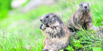 Im Kanton St.Gallen bestehen 69 Wildruhezonen.