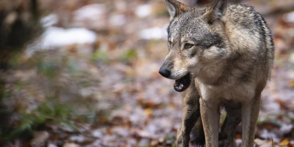Bei den zwei am Donnerstag getöteten Schafen in Trachslau SZ deuten die Spuren auf einen Riss durch einen Wolf hin. (Symbolbild)