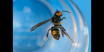 Anders als die heimische Hornisse, hat sie einen schwarzen Hinterleib.
