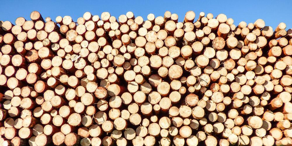 Schweizer Holz – so vielfältig wie unser Land! 