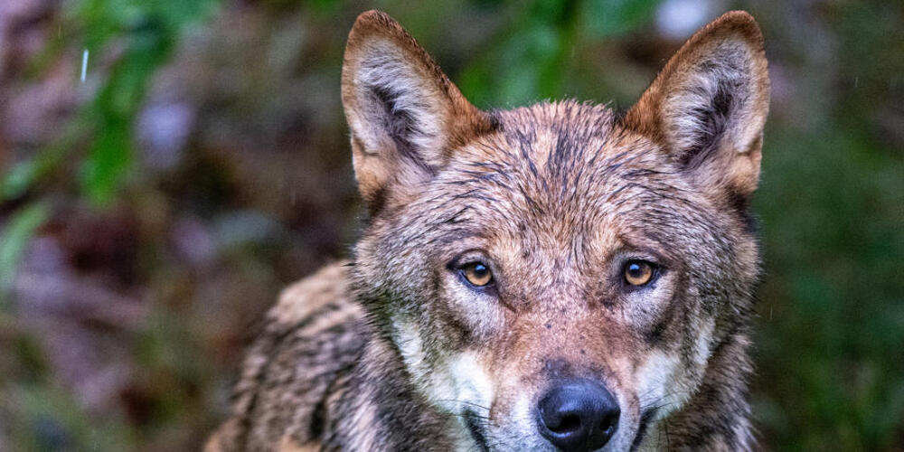 Ein Teil des Wolfsrudels im St. Galler Weisstannental wird getötet. (Symbolbild)