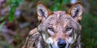 Ein Teil des Wolfsrudels im St. Galler Weisstannental wird getötet. (Symbolbild)