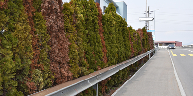 Diese Thuja-Hecke in Lachen weist kaum noch eine gesunde Pflanze auf.