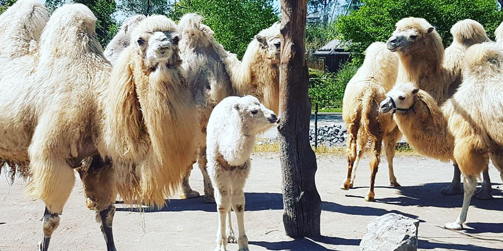 Diese Kamelfamilie freut sich auf baldigen Besucheraufmarsch im Kinderzoo.