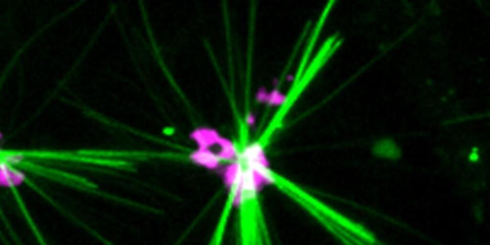 Ein Farbstoff erzeugt fluoreszierende Kristalle (grün) in Zellen, die die Bewegung des Motorproteins Kinesin-1 entlang von Mikrotubuli aufzeichnen. (Pressebild)