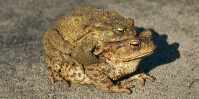 Paarungsversuch: Die Erdkrötenweibchen sind grösser als die Männchen. Bild Pixabay