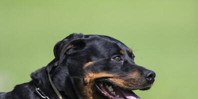 Halterinnen und Halter von Rottweilern müssen ihre Hunde im Kanton Zürich registrieren. Neun unterliessen dies und haben nun ein Verfahren am Hals. (Symbolbild)