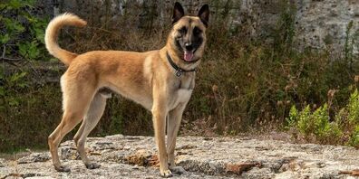 Polizeihund Jango vom Grafenfels.