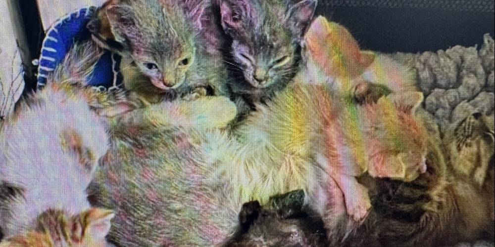 Die Katzen wurden Mitten in Zürich - an der Promenadengasse - gefunden.