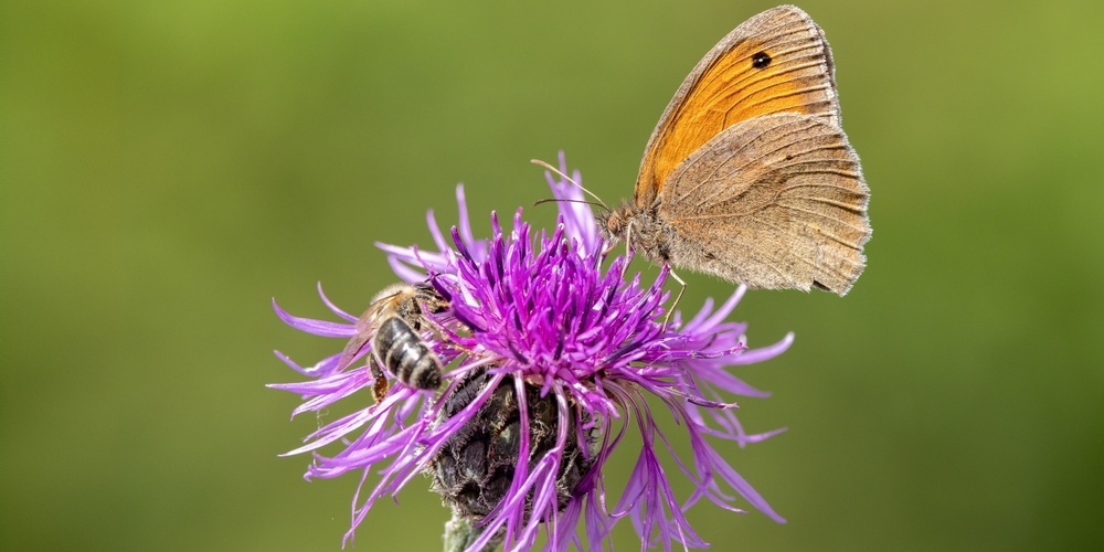  Die einheimische Skabiosen-Flockenblume bietet wertvollen Nektar und Pollen – hier besucht vom Grossen Ochsenauge und einer Honigbiene
