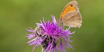  Die einheimische Skabiosen-Flockenblume bietet wertvollen Nektar und Pollen – hier besucht vom Grossen Ochsenauge und einer Honigbiene