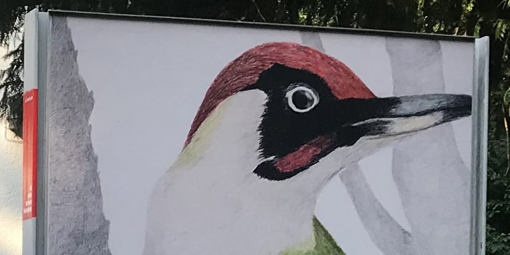 Acht Plakatflächen für lokale Kunstschaffende – aktuell mit Ann-Lis Häslers «UMUNSHERUM» zu einheimischen Singvögeln.