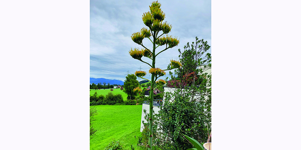 Die Blütezeit der Agave dauert mehrere Wochen. Solche Blüten, am 12. September fotografiert, sind auch in botanischen Gärten eher selten. 