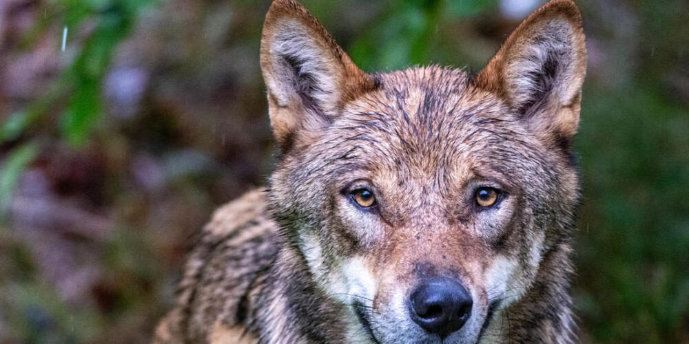 Im Raum Knonau wurde ein Schaf von einem Wolf gerissen. (Symbolbild)