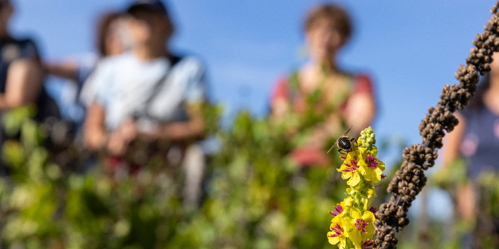 Unsere Gärten können mehr – Pro Riet zeigt, wie jede und jeder durch eine naturnahe Gartengestaltung zur Artenvielfalt beitragen kann.