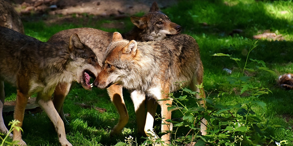 Stabile Wolfsrudel richten nach Ansicht von CHWolf weniger Schäden bei Nutztieren an.