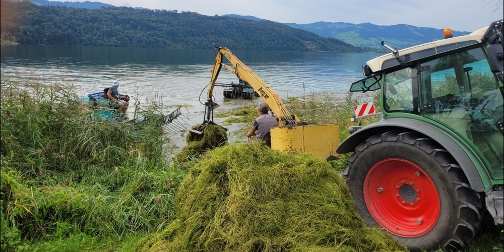Zwei «Seekühe» stossen das Seegras in Ufernähe zusammen. Ein Greifbagger hievt das Material an Land. 