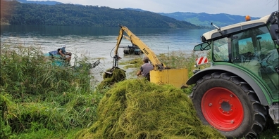 Zwei «Seekühe» stossen das Seegras in Ufernähe zusammen. Ein Greifbagger hievt das Material an Land. 