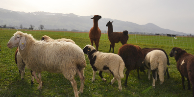 Aufmerksame Beobachter: Die lamas beschützen die Schafe. 