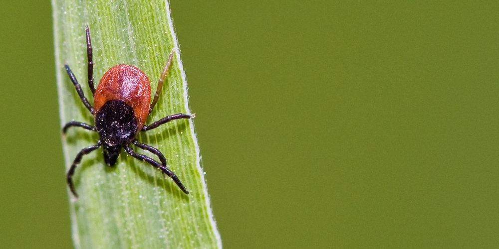 Der Klimawandel begünstigt das Vorkommen von Zecken.