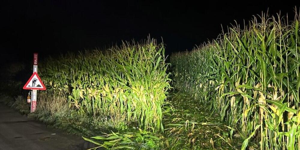 Am Maisfeld entstand nach Polizeiangaben erheblicher Landschaden.
