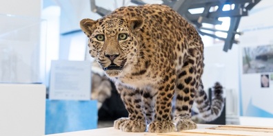 Leoparden in der Schweiz.