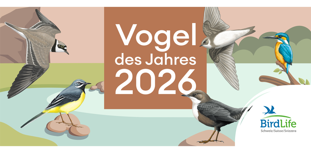 BirdLife Schweiz engagiert sich mit viel Herzblut und Fachwissen für die Natur. 