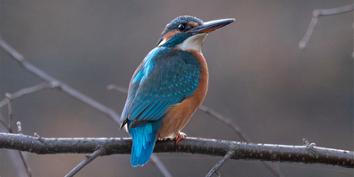 Er passt sein Zugverhalten der Witterung an: Der schillernde Eisvogel.