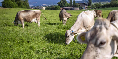 In der Westschweiz wurden bereits Kühe wegen der Rinderkrankheit "Lumpy-Skin-Disease" geimpft. (Archivbild)