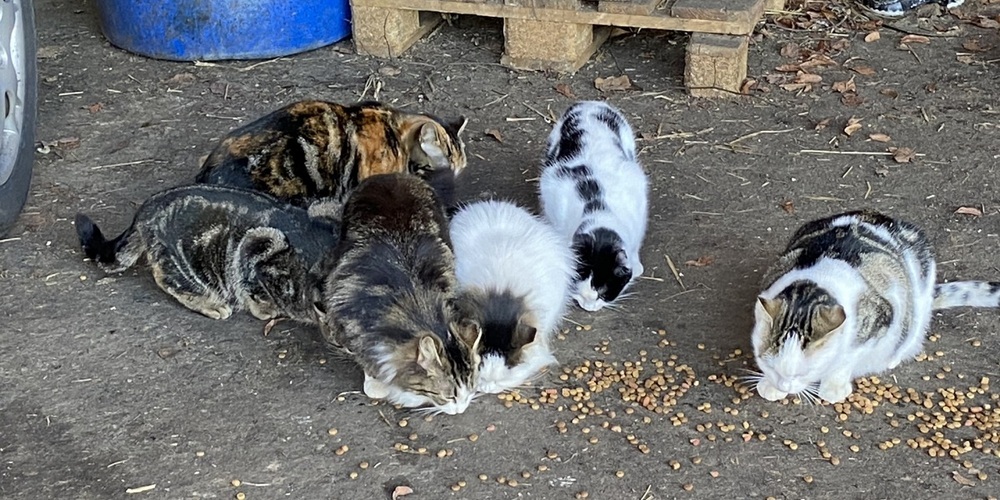 Katzen in Not werden von Tierschutzorganisationen im Kanton Zürich versorgt.