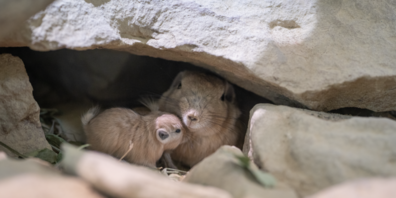 Im Walter Zoo kann der Gundi-Nachwuchs bestaunt werden.