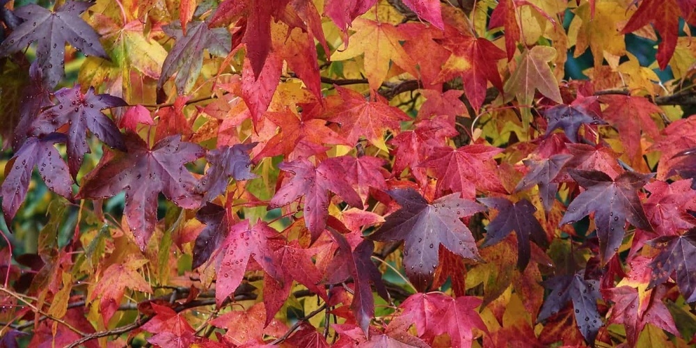 Im Herbst zeigt sich das reiche Farbenspektrum.