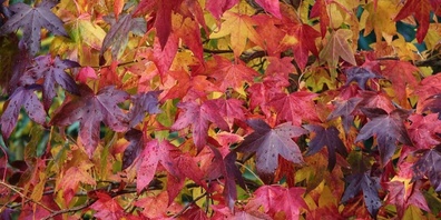 Im Herbst zeigt sich das reiche Farbenspektrum.