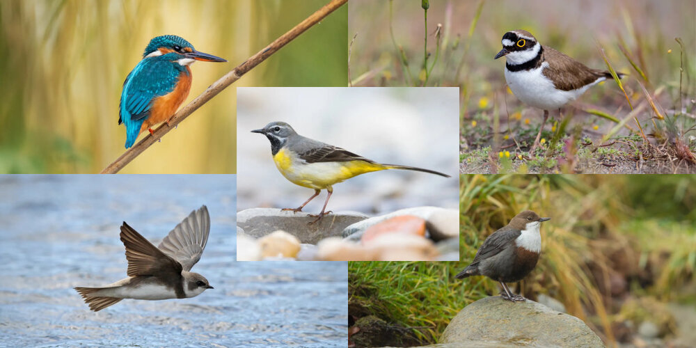 Die fünf Kandidaten für den Vogel des Jahres 2026: Eisvogel, Flussregenpfeifer, Wasseramsel, Uferschwalbe und Gebirgsstelze.
