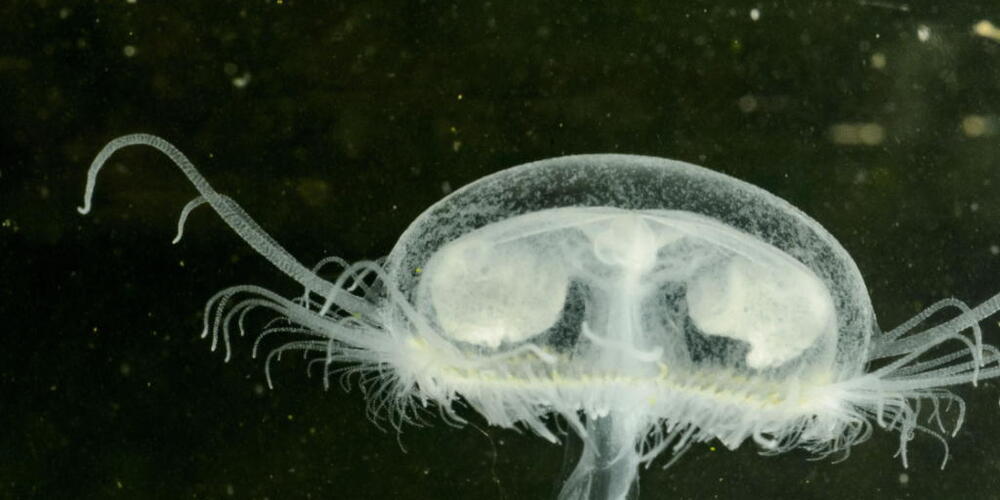 Die grazile Süsswasserqualle ist etwa so gross wie eine Fingerbeere. Sie ist für den Menschen harmlos. (Archivbild)