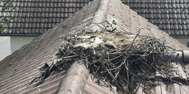 Ein Storchkadaver in Uznach. Die Hausbesitzerin will nicht mit solchen Zuständen leben.