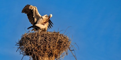 Foto von Gilbert Zellweger