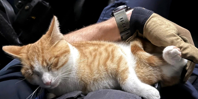 Ein Kater reiste von Beringen nach Schaffhausen.