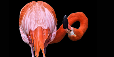 Putzgymnastik eines Flamingos
