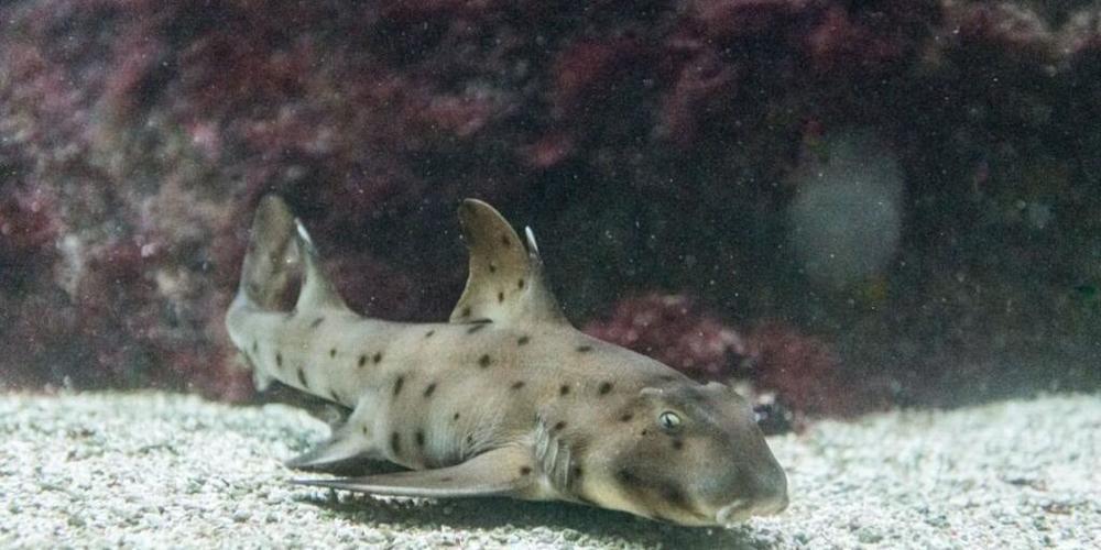 Ein Stierkopfhai-Jungtier ist im Zoo Basel aus dem Ei eines verstorbenen Muttertiers geschlüpft.