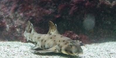 Ein Stierkopfhai-Jungtier ist im Zoo Basel aus dem Ei eines verstorbenen Muttertiers geschlüpft.