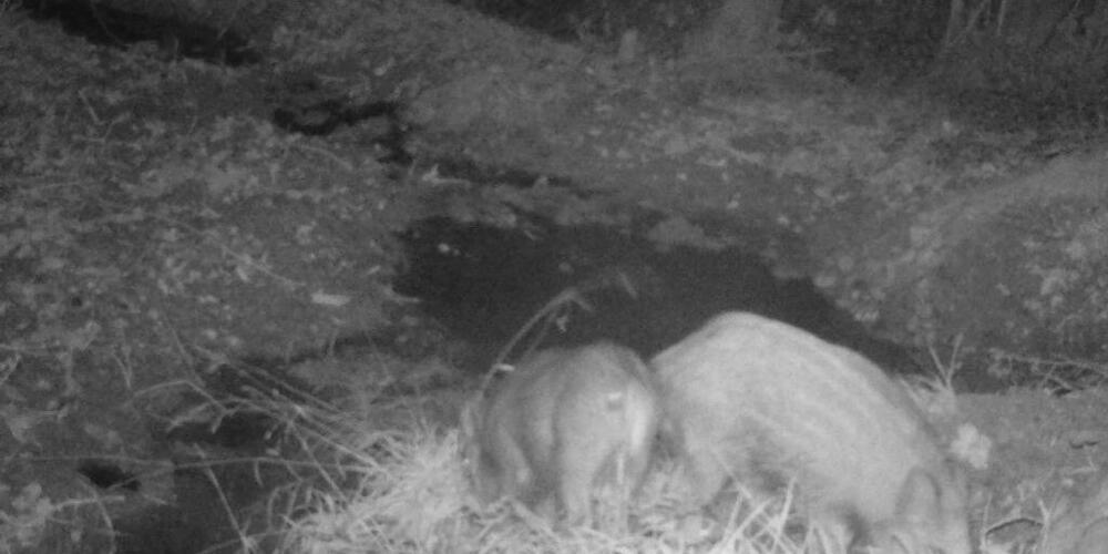 Die Aufnahme, welche die Jagdgesellschaft Weggis machte, beweist, dass sich erstmals im Kanton Luzern Wildschweine erfolgreich fortgepflanzt haben.