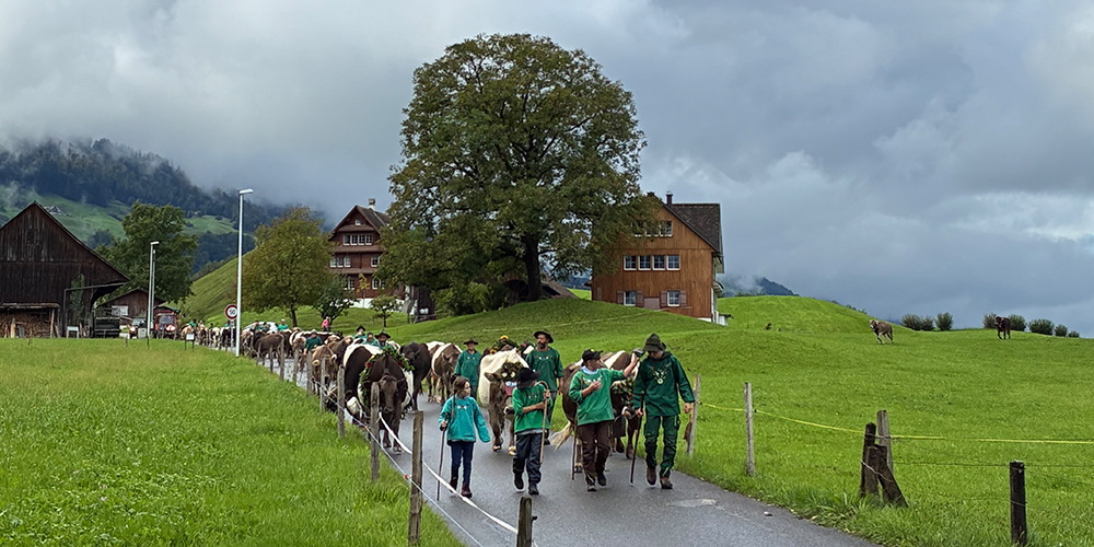 Anfangs noch im Regen, danach teils unter blauem Himmel: der Alpabzug von der Alp "Unter Alten", Sattelegg.
