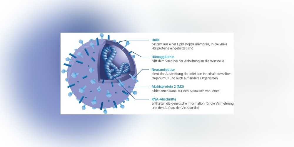 Im Inneren vom Virus das Erbgut.