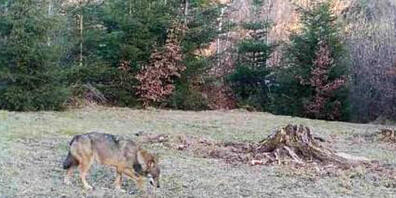 Der gleiche Wolf war 2020 sowohl im Kanton Aargau als auch in der Ostschweiz unterwegs. Dies zeigten genetische Analysen. (Symbolbild)