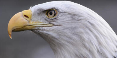 Weisskopfseeadler, das Wappentier der USA. Im Südosten der USA grassierte eine mysteriöse Krankheit, welcher die majestätischen Tiere zum Opfer fielen. Deutsche Forscher enträtselten die Ursache (Archivbild).