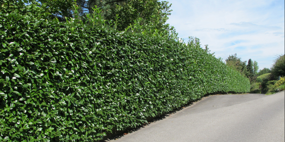 Kirschlorbeerhecken sind beliebt, aber problematisch: Die aus dem Ausland eingeführte Pflanze breitet sich stark aus und verdrängt einheimische Arten.