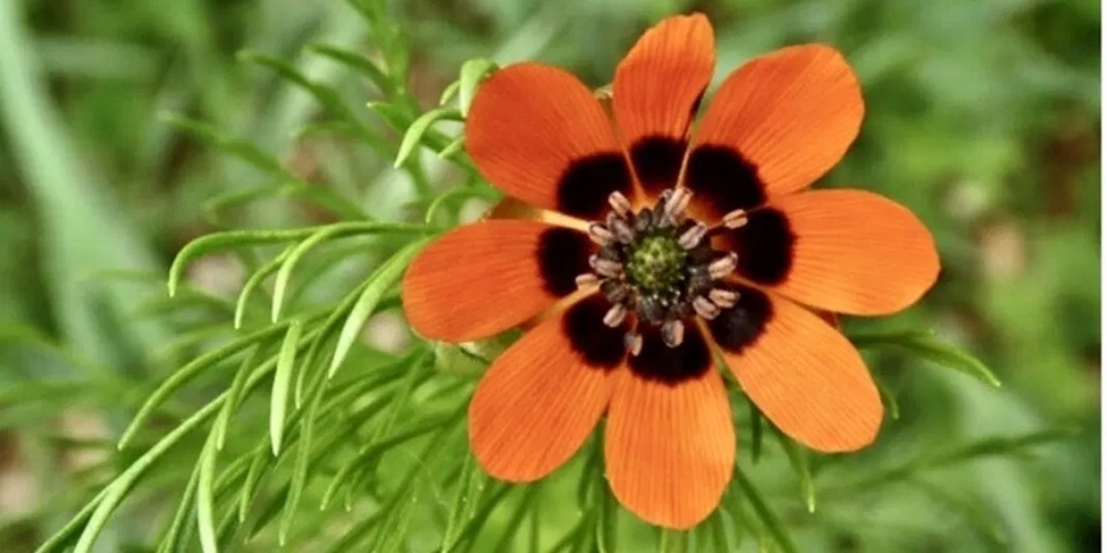 Seltene Ackerpflanzen wie Venus-Frauenspiegel, Feld-Löwenmaul oder das Sommer-Adonisröschen (Bild) kommen in der Schweiz meist nur noch in ertragsärmeren Regionen wie Wallis oder Schaffhausen vor.