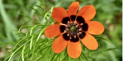 Seltene Ackerpflanzen wie Venus-Frauenspiegel, Feld-Löwenmaul oder das Sommer-Adonisröschen (Bild) kommen in der Schweiz meist nur noch in ertragsärmeren Regionen wie Wallis oder Schaffhausen vor.